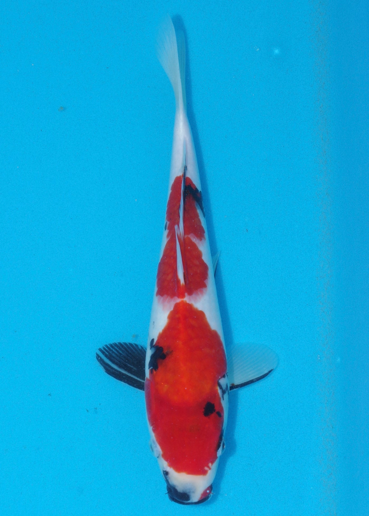 31cm Showa (Marudo) REF - D032