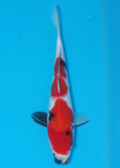 31cm Showa (Marudo) REF - D032