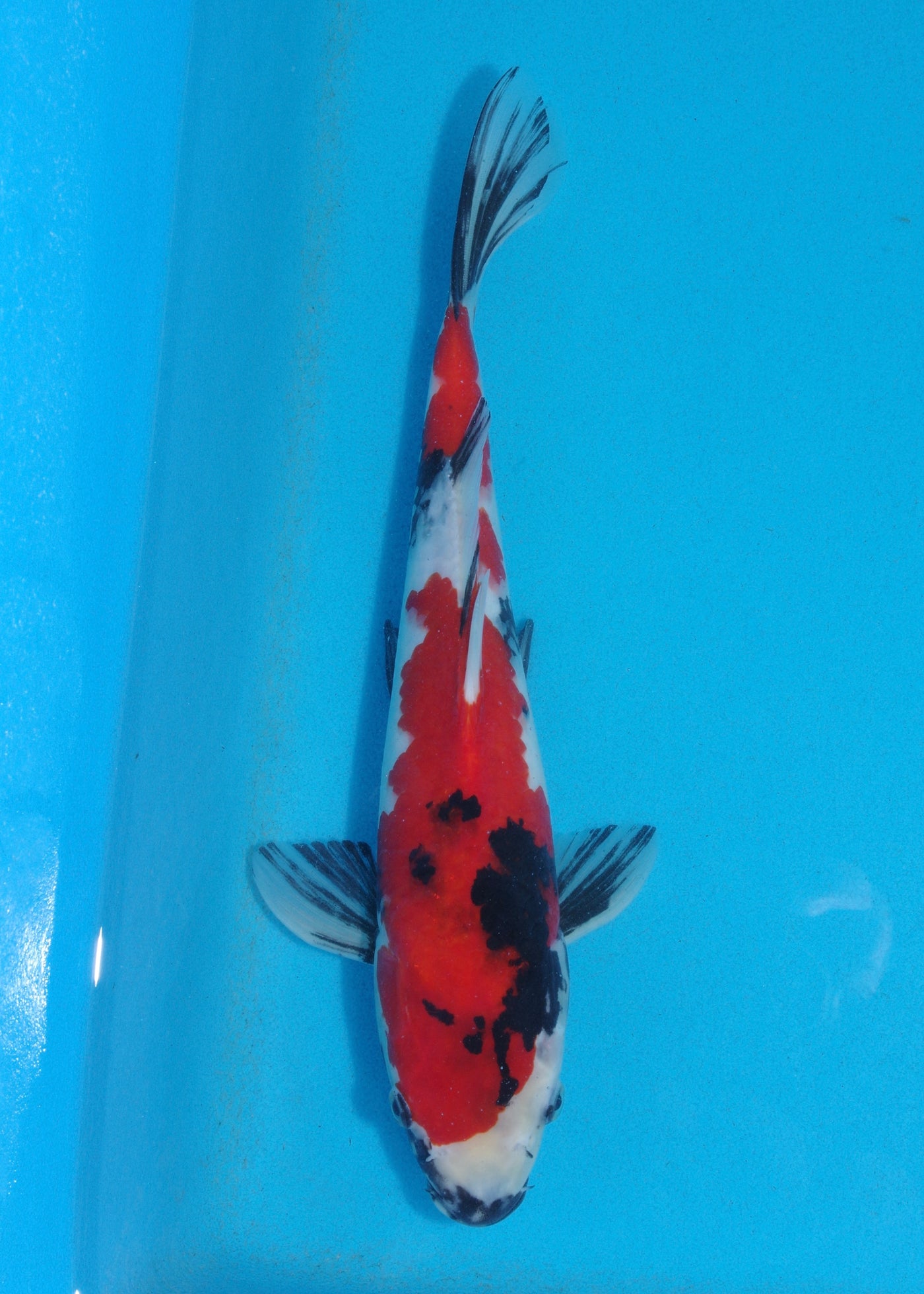 32cm Showa (Marudo) REF - D021