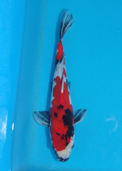 32cm Showa (Marudo) REF - D021