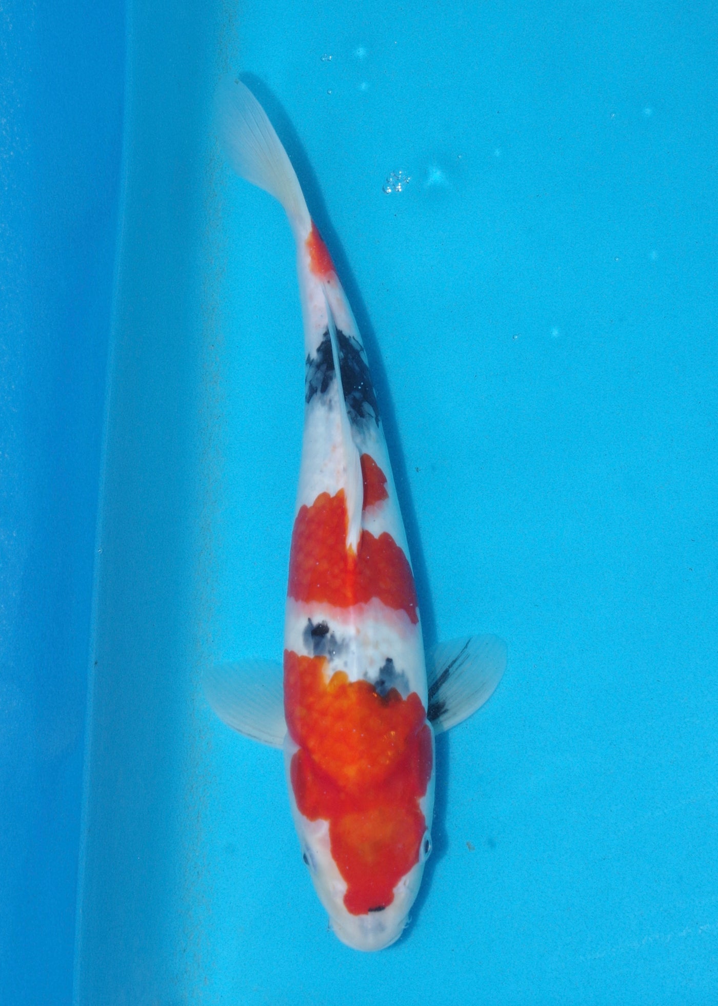 33cm Showa (Marudo) REF - D014