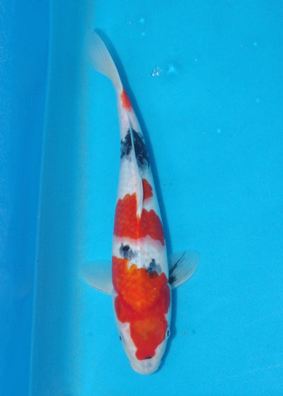 33cm Showa (Marudo) REF - D014