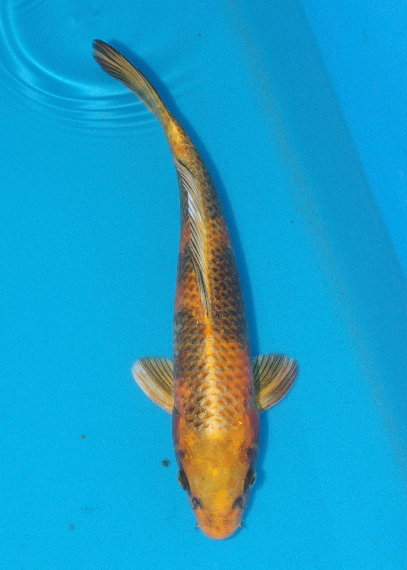 34cm Kin Ki Utsuri (Byer Koi Farm) REF SRL04 - SE03