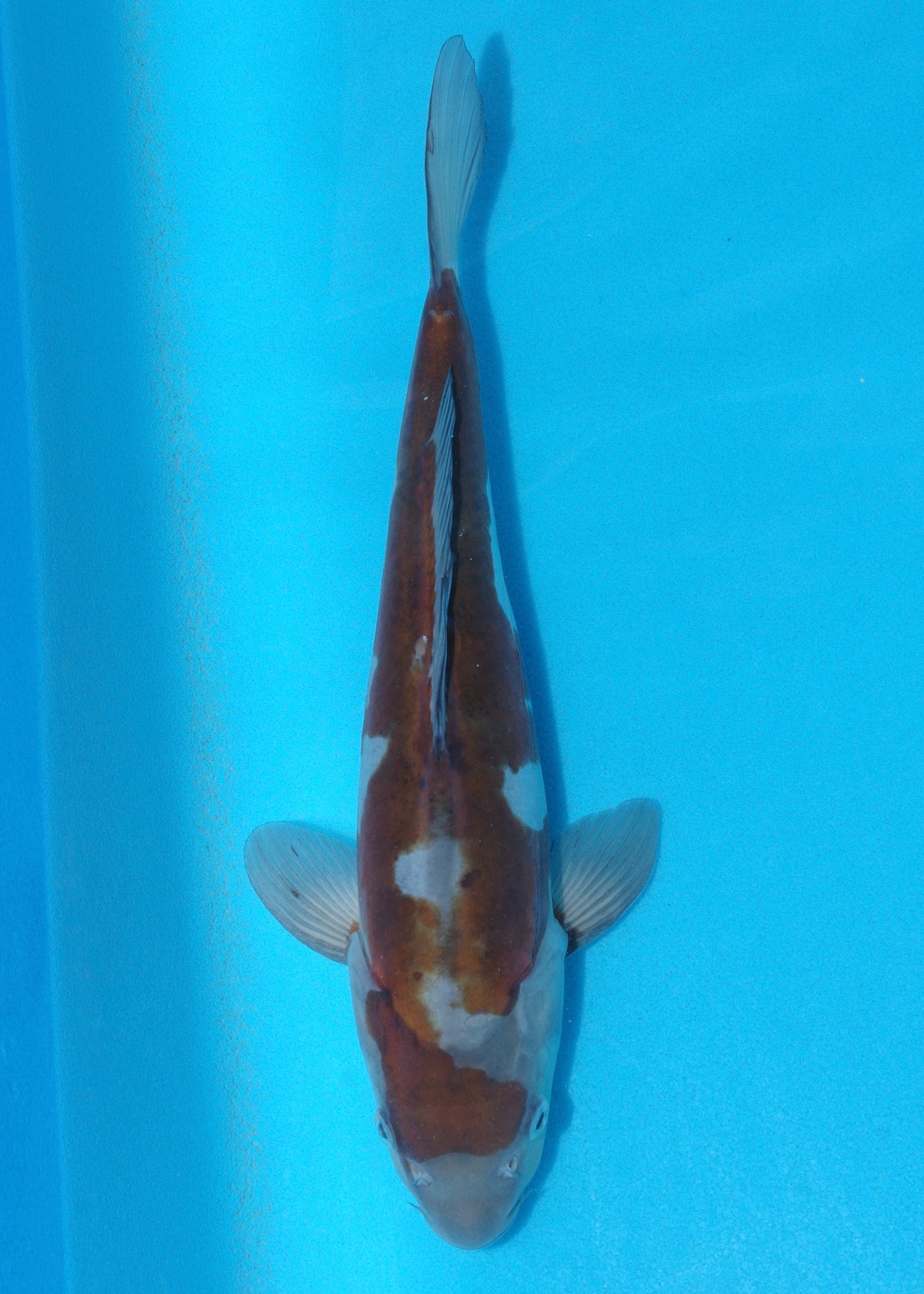 32cm Doitsu Ochiba (Byer Koi Farm) REF - KoiShopStock001