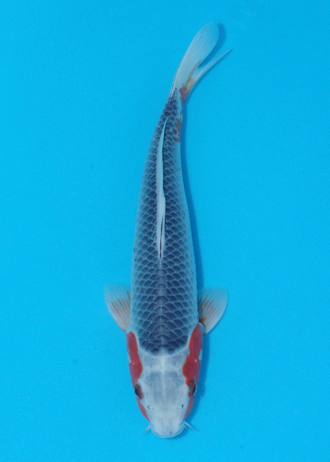 32cm Asagi (Byer Koi Farm) REF - KoiShopStock002