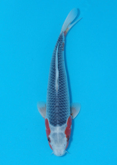 32cm Asagi (Byer Koi Farm) REF - KoiShopStock002