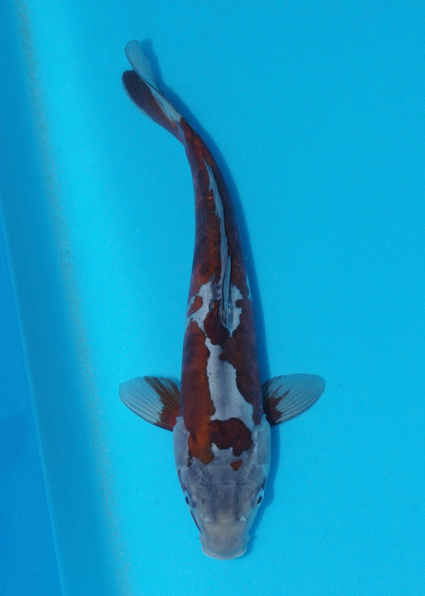 36cm Doitsu Ochiba (Byer Koi Farm) REF - KoiShopStock003