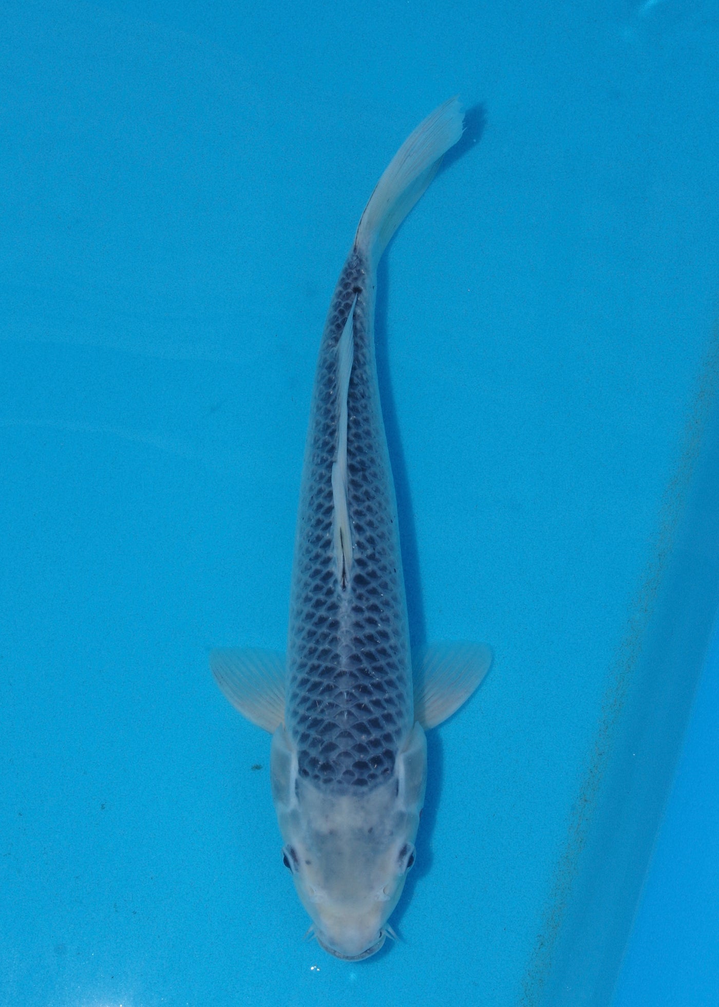 38cm Asagi (Byer Koi Farm) REF - KoiShopStock004