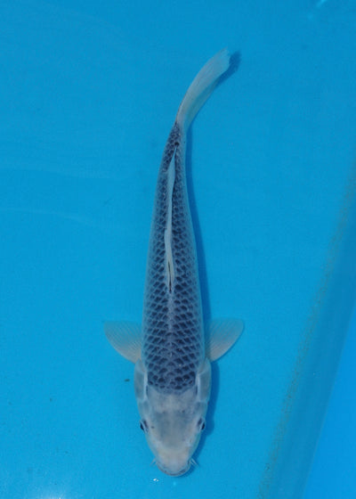 38cm Asagi (Byer Koi Farm) REF - KoiShopStock004