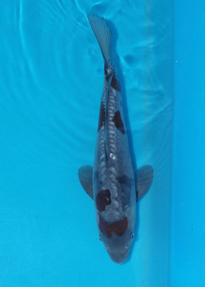 35cm Doitsu Ochiba (Byer Koi Farm) REF - KoiShopStock005