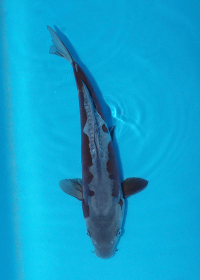 37cm Doitsu Ochiba (Byer Koi Farm) REF - KoiShopStock007