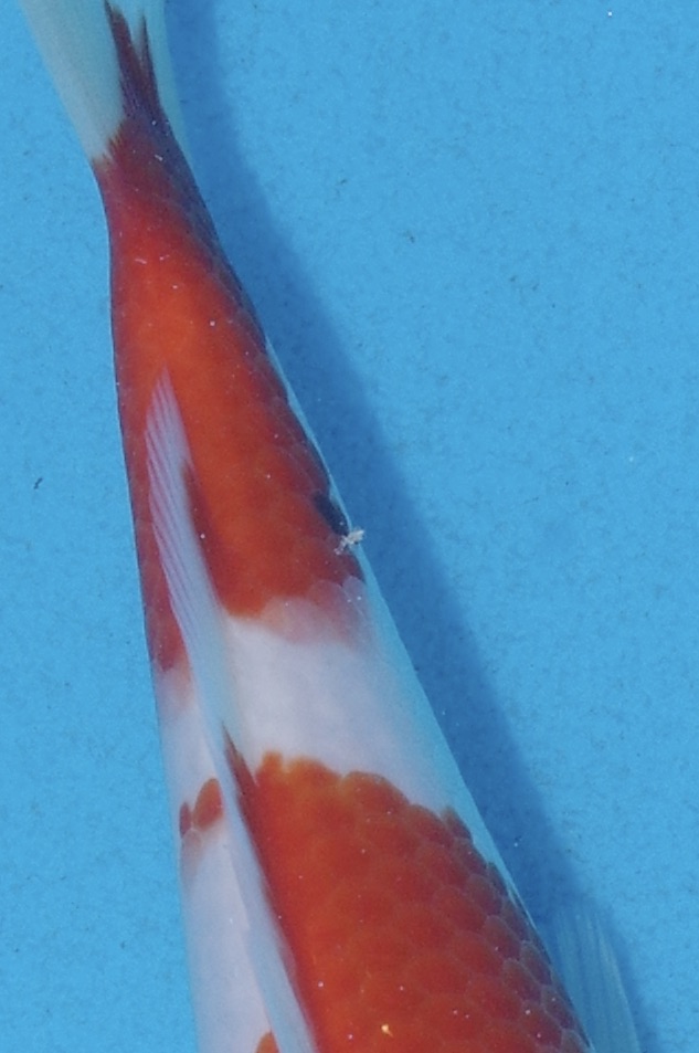 22cm Kohaku (Marudo) REF - AUG008