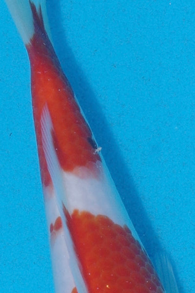 22cm Kohaku (Marudo) REF - AUG008