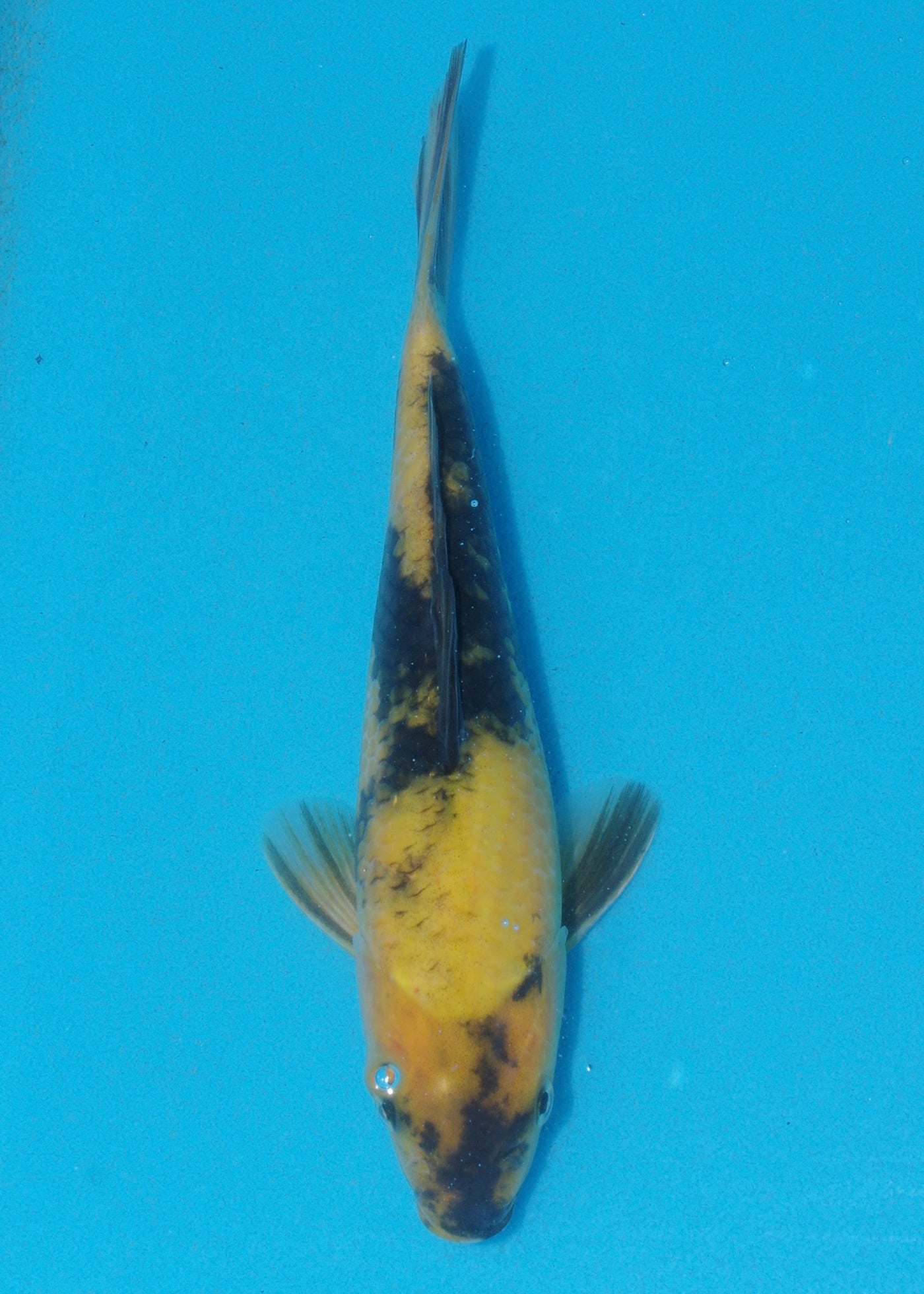 24cm Ki Utsuri (Byer Koi Farm) REF - AUG044