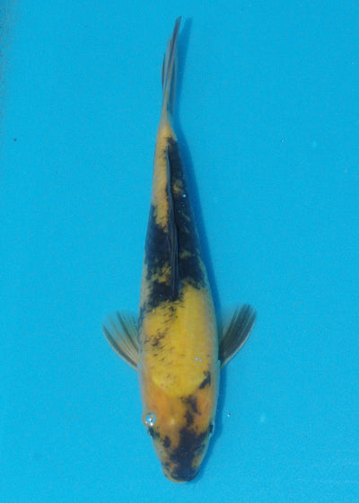 24cm Ki Utsuri (Byer Koi Farm) REF - AUG044