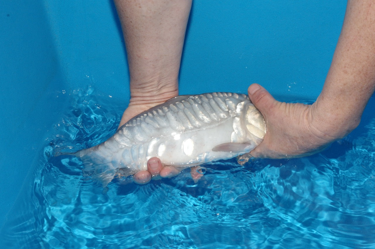 35cm Aragoke (Soragoi) (Byer Koi Farm) REF - SEP005