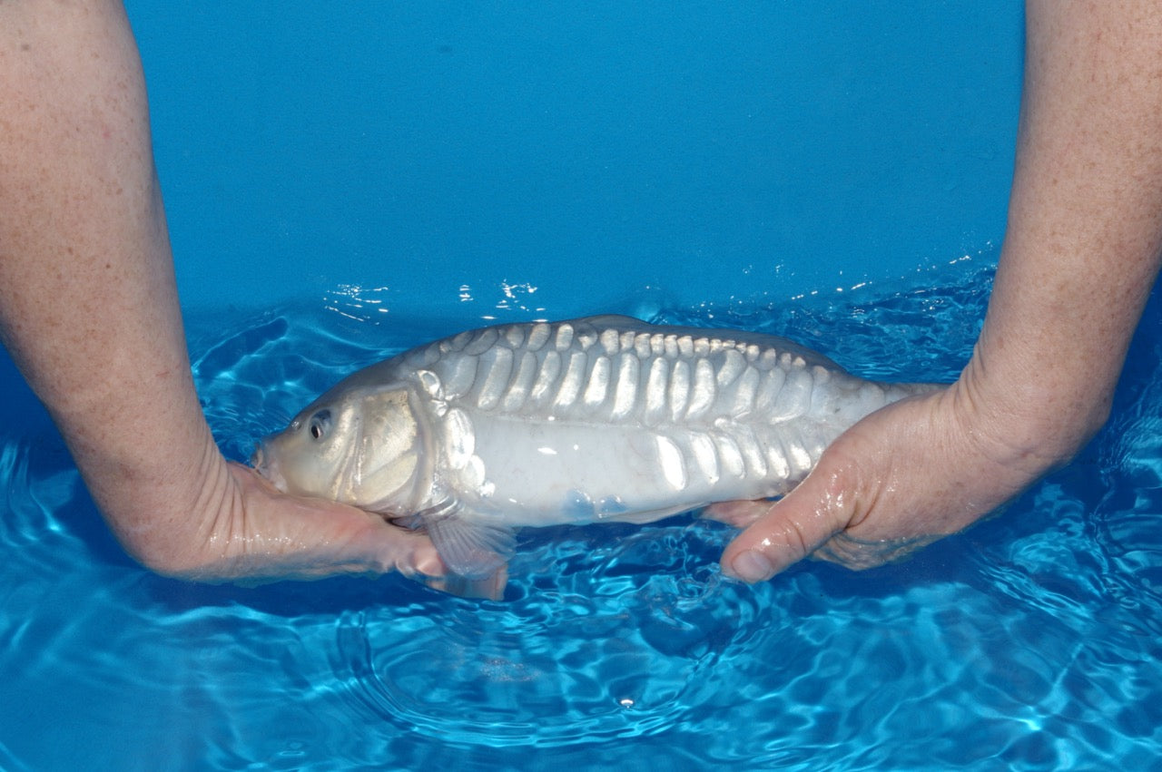 35cm Aragoke (Soragoi) (Byer Koi Farm) REF - SEP005