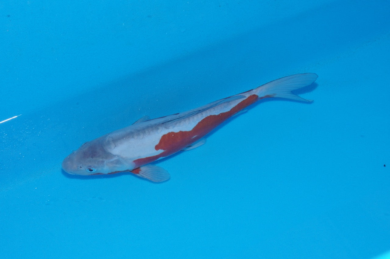 32cm Doitsu Ochiba (Byer Koi Farm) REF - SEP007
