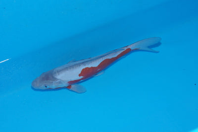 32cm Doitsu Ochiba (Byer Koi Farm) REF - SEP007