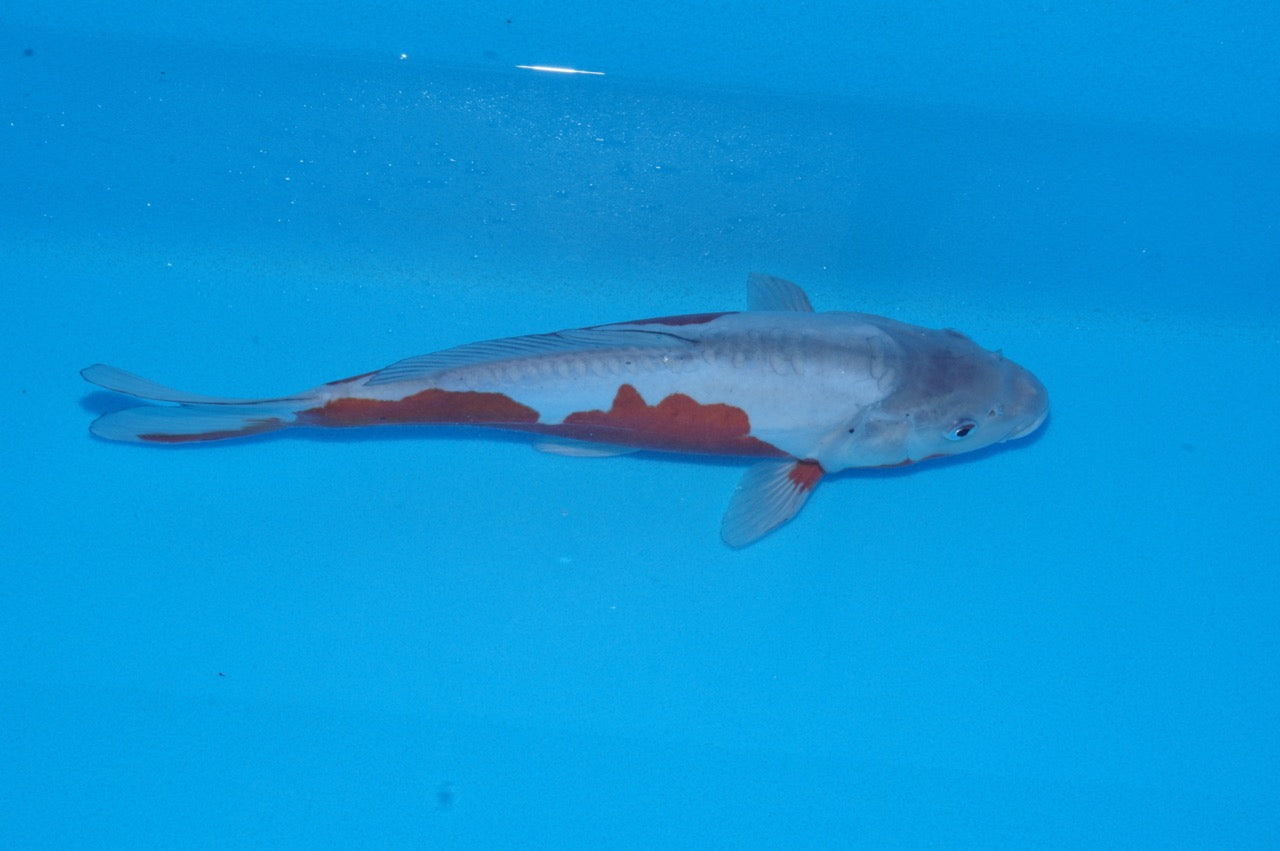 32cm Doitsu Ochiba (Byer Koi Farm) REF - SEP007