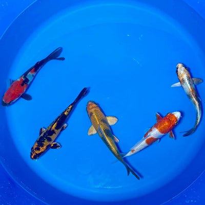 15-20cm Koi Bundle (Byer Koi Farm) REF - D037