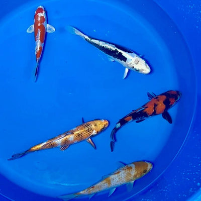 15-20cm Koi Bundle (Byer Koi Farm) REF - D040