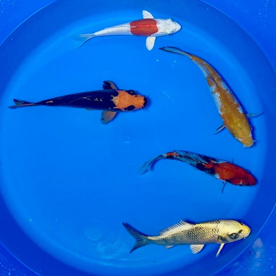 15-20cm Koi Bundle (Byer Koi Farm) REF - D042