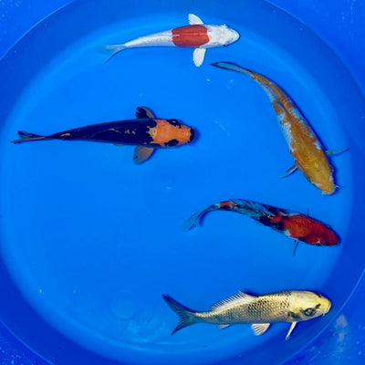 15-20cm Koi Bundle (Byer Koi Farm) REF - D042