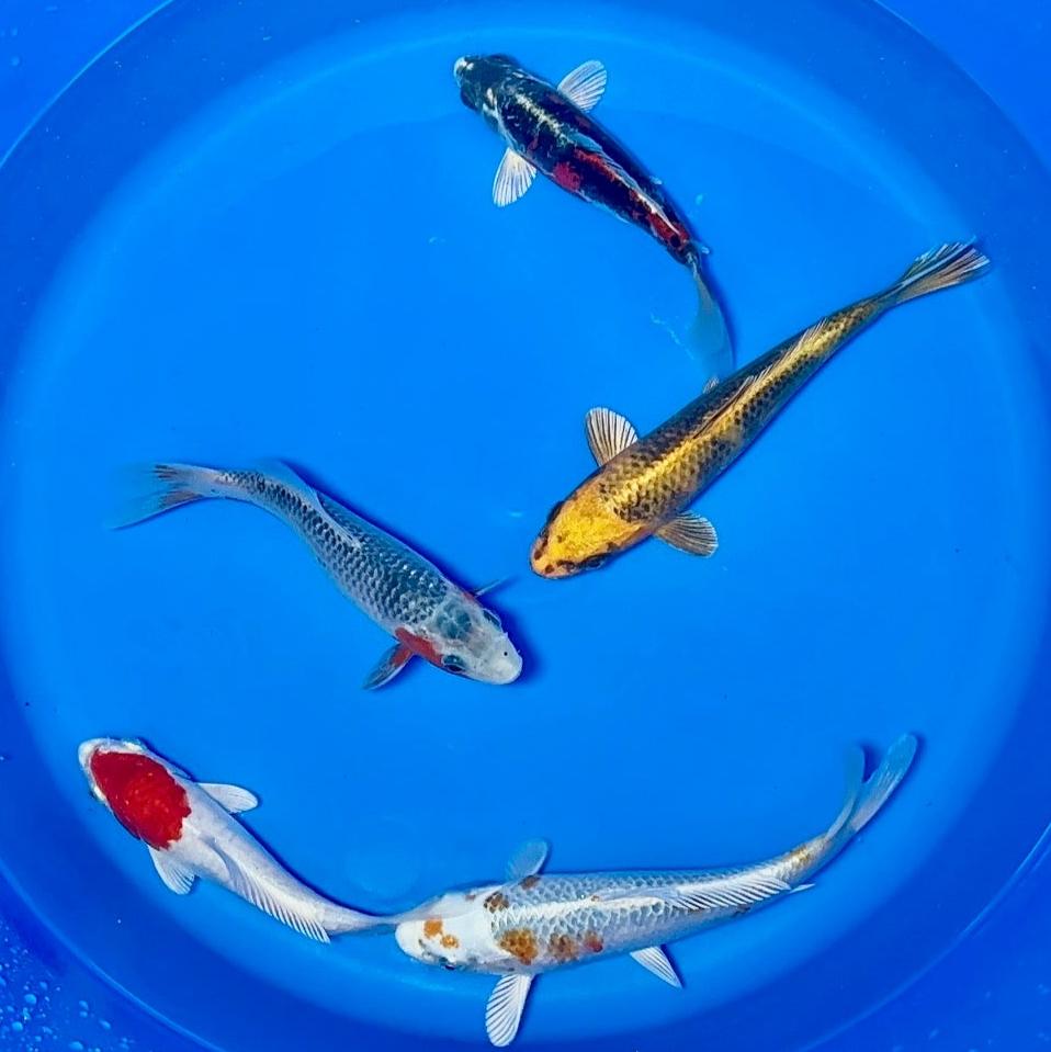 15-20cm Koi Bundle (Byer Koi Farm) REF - D046