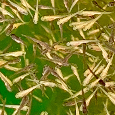 2-3 week old koi fry (Round 2 , 2024)