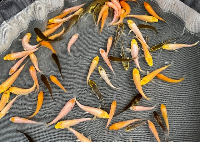 6-8 week old Koi Fry (Round 3) [2023]