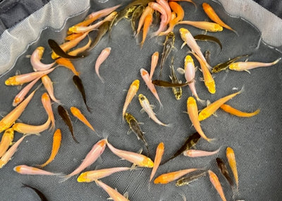 6-8 week old Koi Fry (Round 3) [2023]