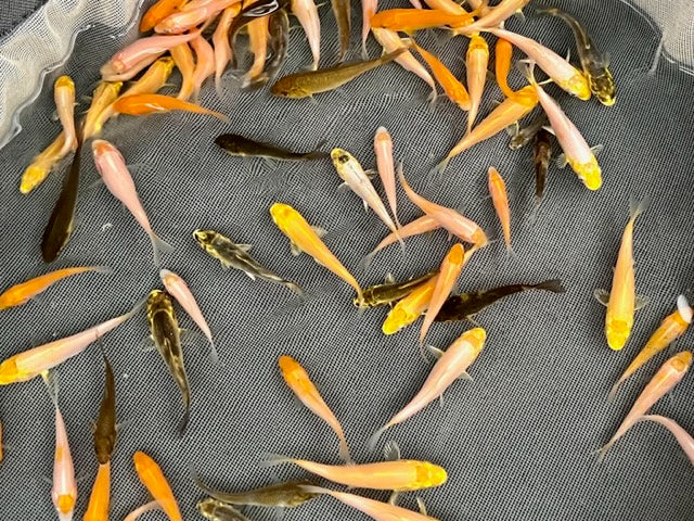 6-8 week old Koi Fry (Round 3) [2023]