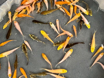 6-8 week old Koi Fry (Round 3) [2023]