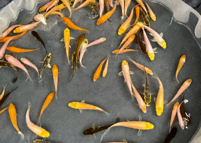 6-8 week old Koi Fry (Round 3) [2023]