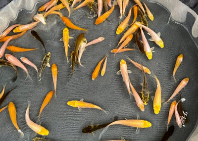 6-8 week old Koi Fry (Round 3) [2023]