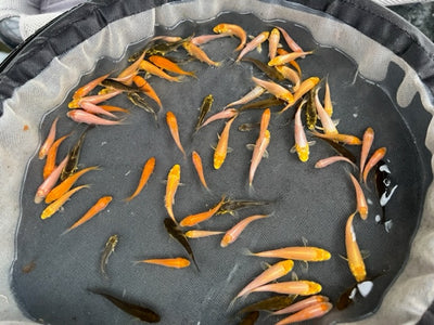 6-8 week old Koi Fry (Round 3) [2023]