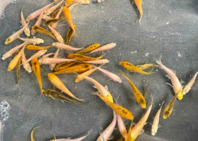 6-8 week old Koi Fry (Round 4) [2023]