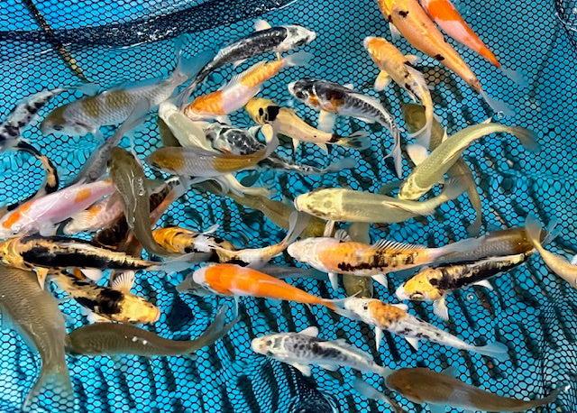 3-4 inch koi (selected mix)