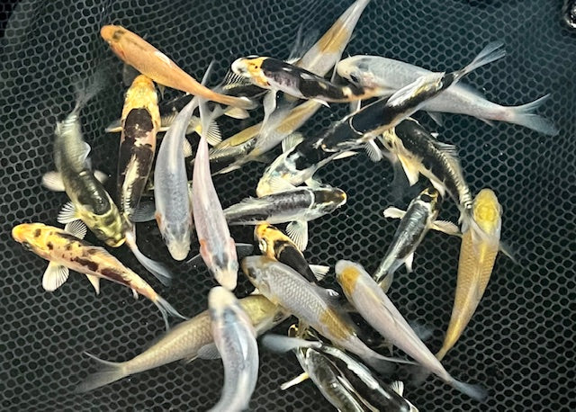2-3 inch koi (Selected mix)