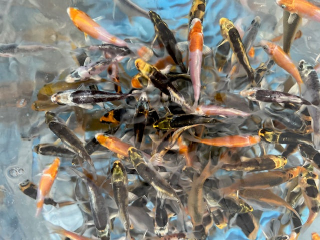 2-3 inch koi (Selected mix)