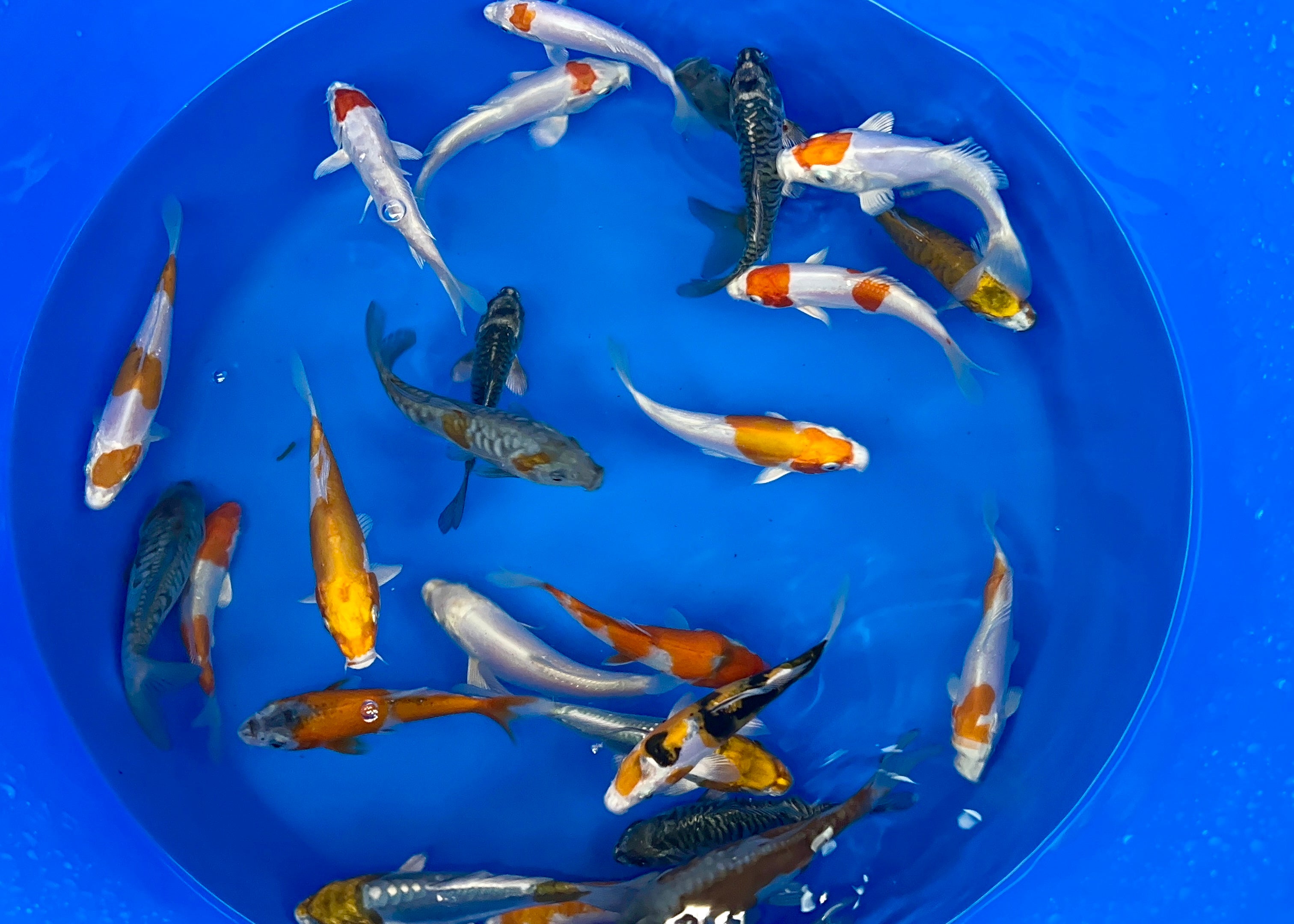 Japanese Koi Fish Tank Image Of Japanese Koi Carp Fish In