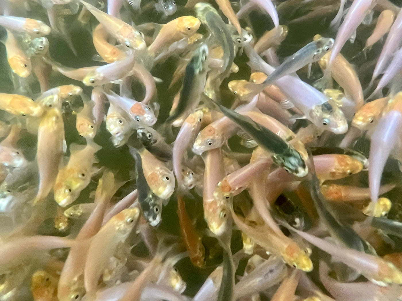6-8 week old Koi Fry (Round 2) [2023]