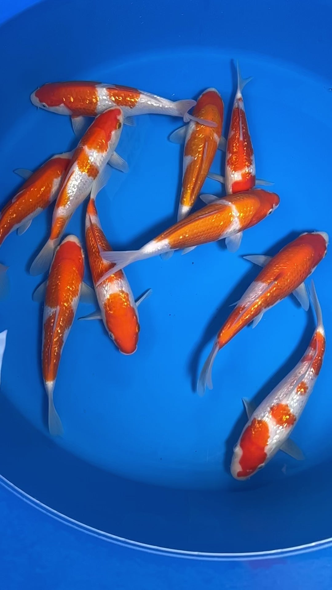 24cm Ginrin Kohaku (Marudo) REF - OCT095