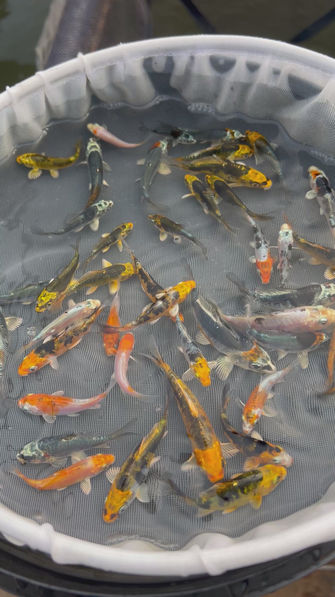 2-3 inch koi