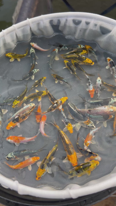 2-3 inch koi
