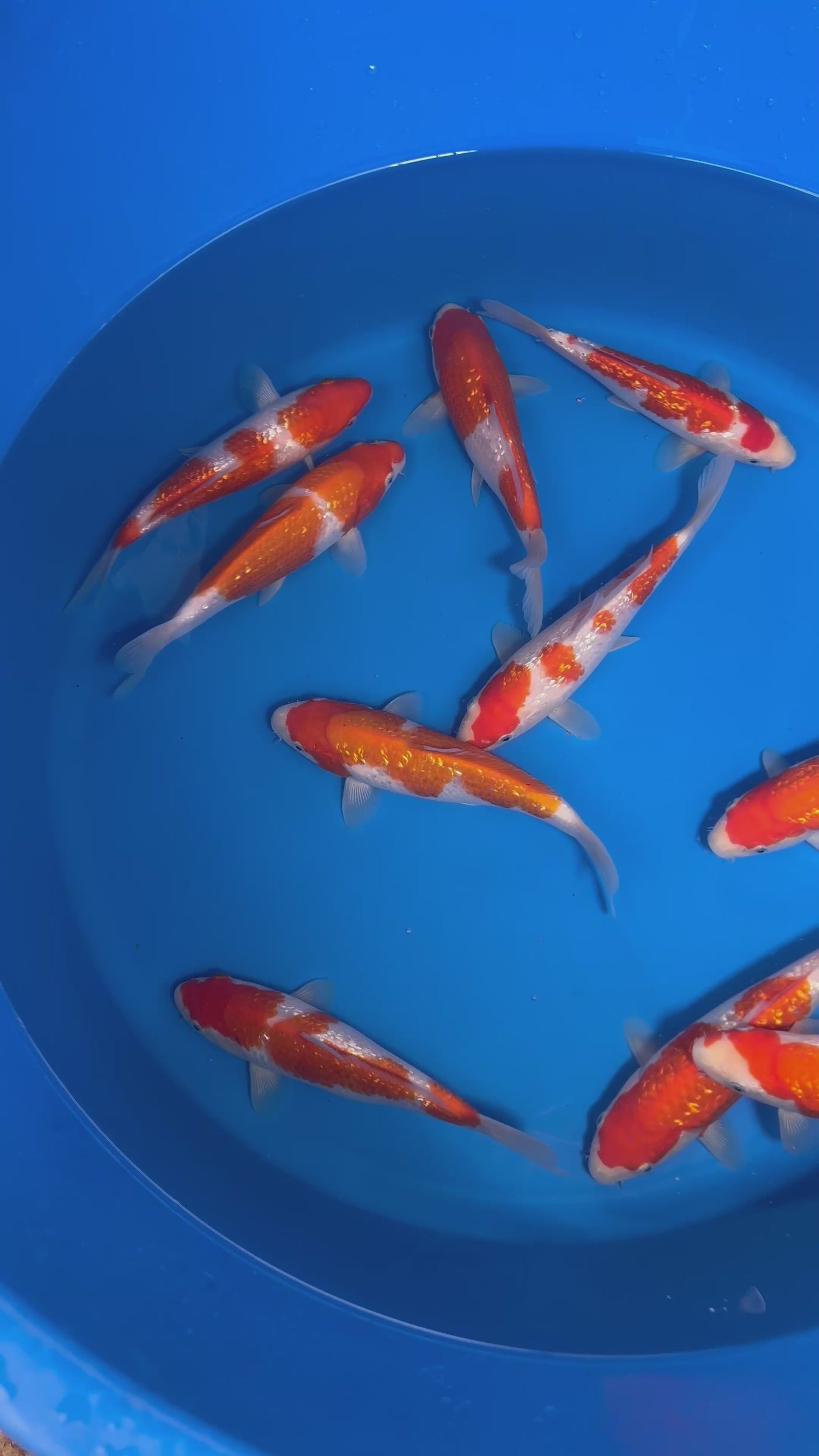 24cm Ginrin Kohaku (Marudo) REF - OCT095