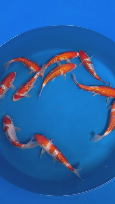 24cm Ginrin Kohaku (Marudo) REF - OCT095