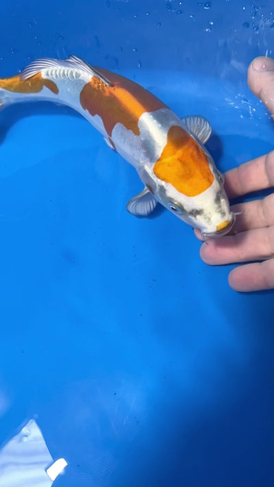 29cm Doitsu Kogane Ochiba (Byer Koi Farm) REF - MA36