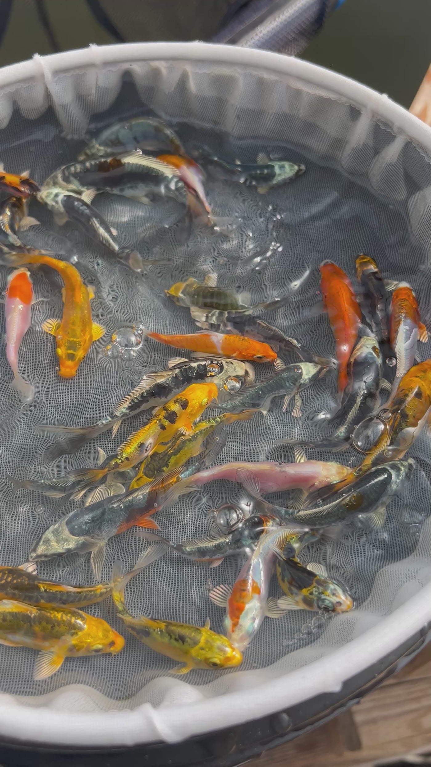 3-4 inch koi
